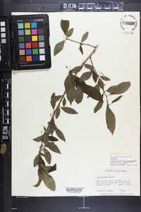 Ilex decidua var. decidua image