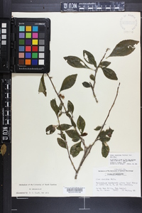 Ilex decidua var. decidua image