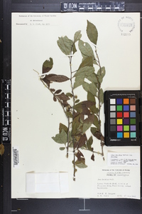 Ilex decidua var. decidua image