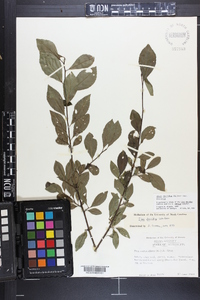 Ilex decidua var. decidua image