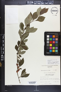 Ilex decidua var. decidua image