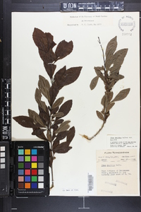 Ilex decidua var. decidua image