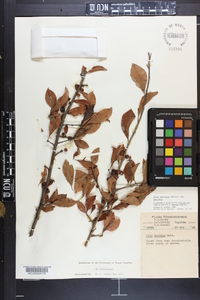 Ilex decidua var. decidua image