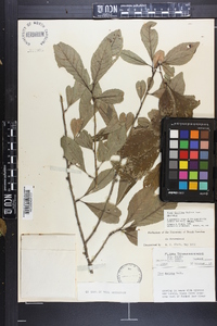 Ilex decidua var. decidua image