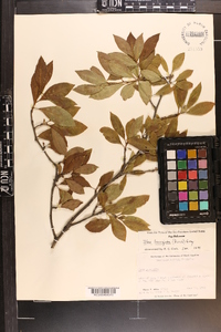 Ilex laevigata image