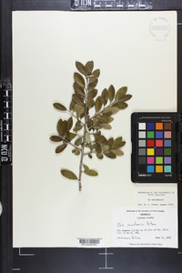 Ilex vomitoria image