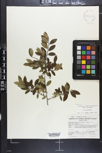 Ilex vomitoria image