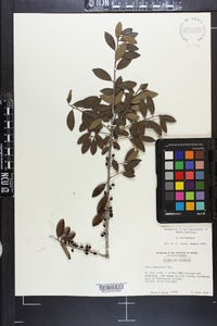 Ilex vomitoria image