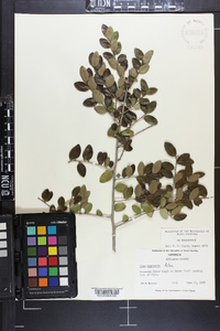 Ilex vomitoria image