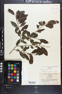 Ilex vomitoria image