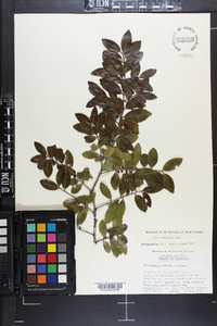 Ilex vomitoria image