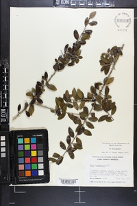 Ilex vomitoria image