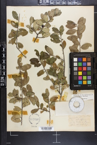 Ilex vomitoria image