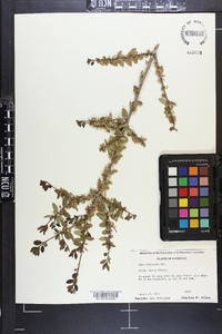 Ilex vomitoria image