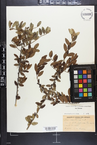 Ilex vomitoria image