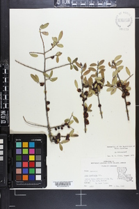 Ilex vomitoria image