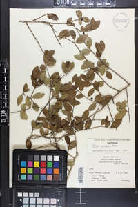 Ilex vomitoria image