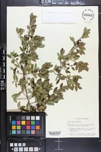 Ilex vomitoria image