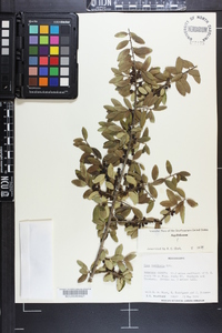 Ilex vomitoria image