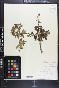 Ilex vomitoria image