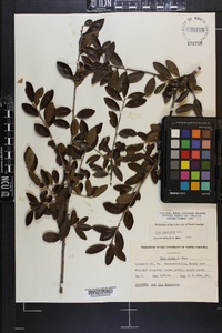 Ilex vomitoria image