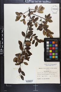 Ilex vomitoria image