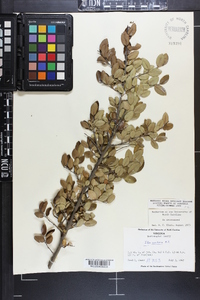 Ilex vomitoria image