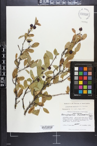 Ilex mucronata image