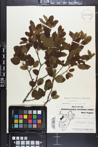 Ilex mucronata image