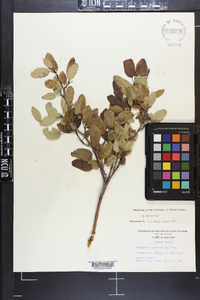 Ilex mucronata image