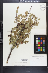 Ilex mucronata image