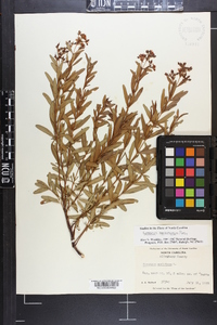 Hypericum densiflorum image