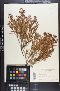 Hypericum densiflorum image