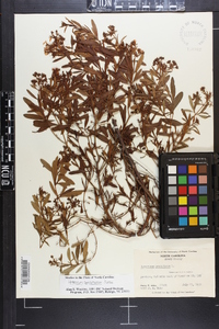 Hypericum densiflorum image