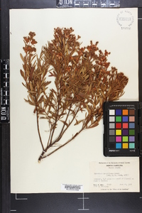 Hypericum densiflorum image