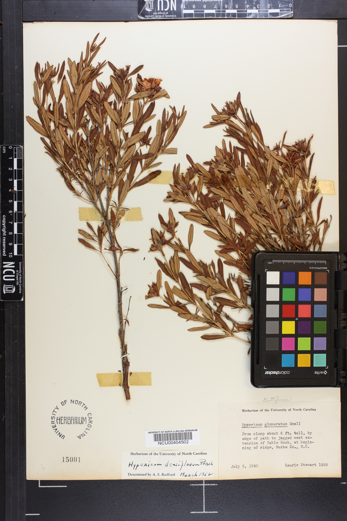 Hypericum densiflorum image