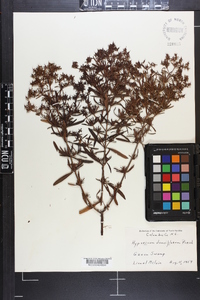 Hypericum densiflorum image