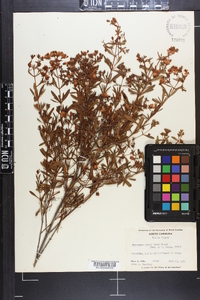 Hypericum densiflorum image