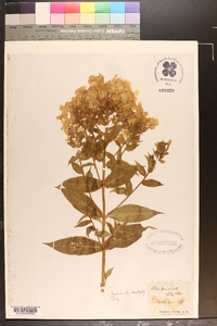 Phlox paniculata image