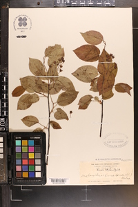 Amelanchier canadensis image