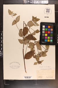 Pycnanthemum incanum image