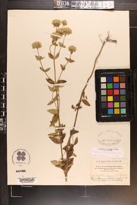 Pycnanthemum flexuosum image