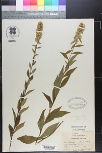 Solidago monticola image