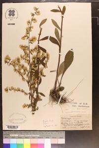 Solidago bicolor image