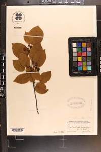 Amelanchier canadensis image