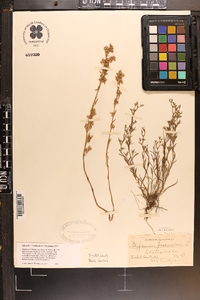 Polypremum procumbens image