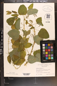 Smilax herbacea image