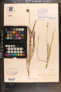 Stenanthium densum image