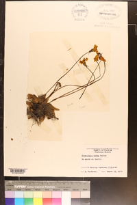 Pinguicula lutea image