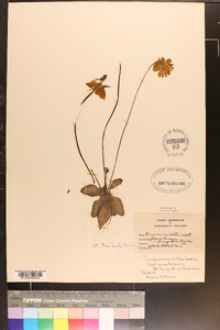 Pinguicula lutea image